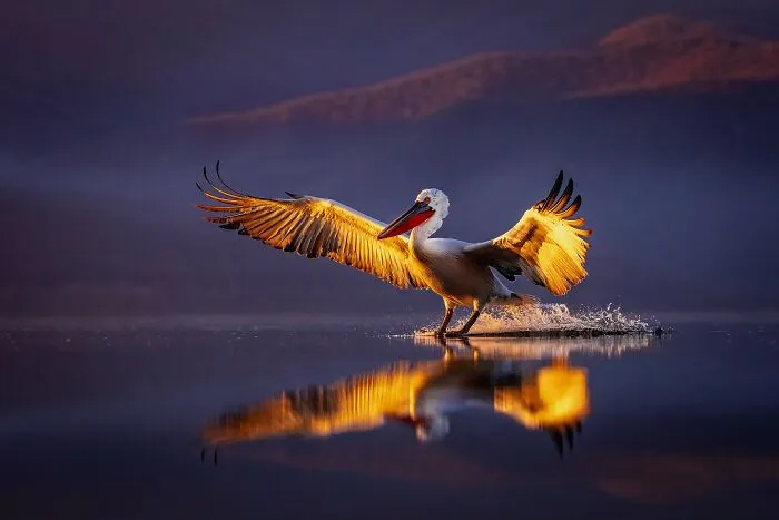 Photographer Takes Breathtaking Wildlife Close-Ups That Showcase The Beauty Of The Animal Kingdom (39 Pics)