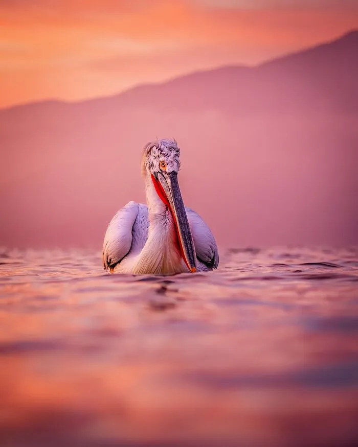 Este fotógrafo retrata de forma impresionante a la fauna para mostrar la belleza del reino animal (39 fotos)