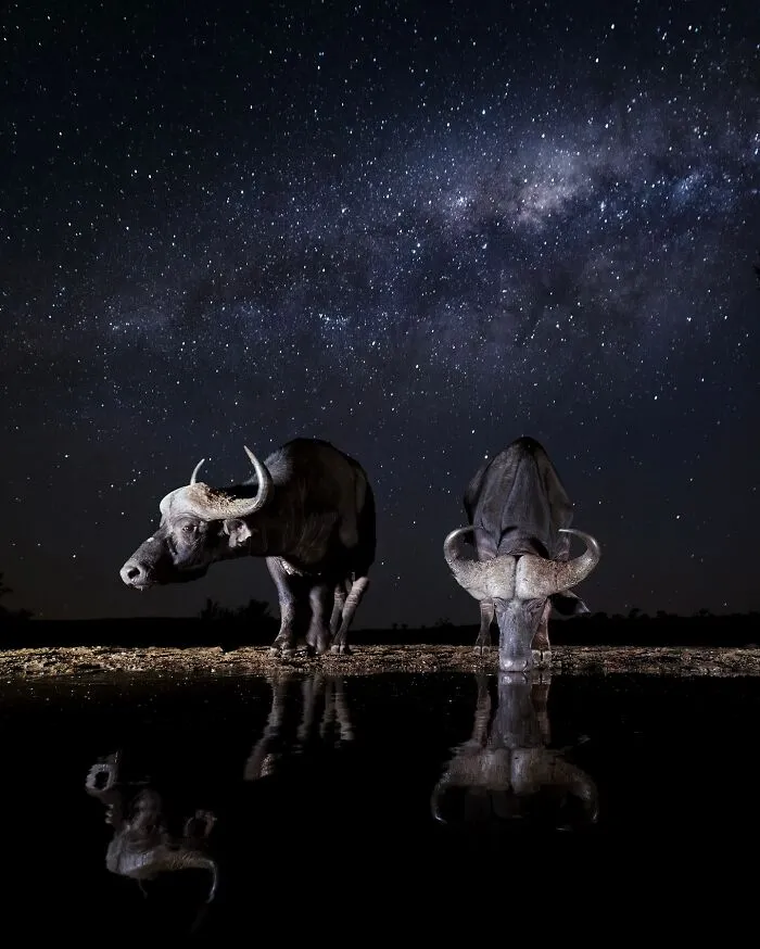 Este fotógrafo retrata de forma impresionante a la fauna para mostrar la belleza del reino animal (39 fotos)