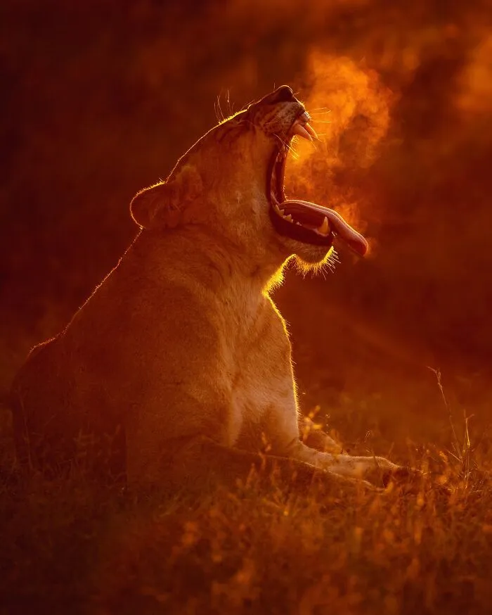 Este fotógrafo retrata de forma impresionante a la fauna para mostrar la belleza del reino animal (39 fotos)