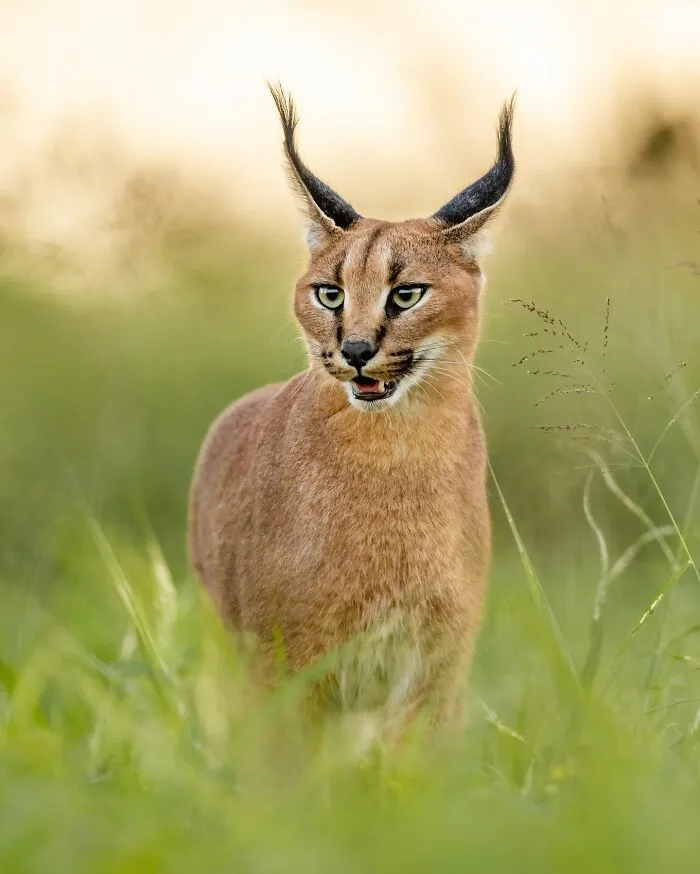 Este fotógrafo retrata de forma impresionante a la fauna para mostrar la belleza del reino animal (39 fotos)