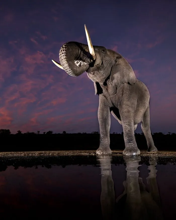 Este fotógrafo retrata de forma impresionante a la fauna para mostrar la belleza del reino animal (39 fotos)