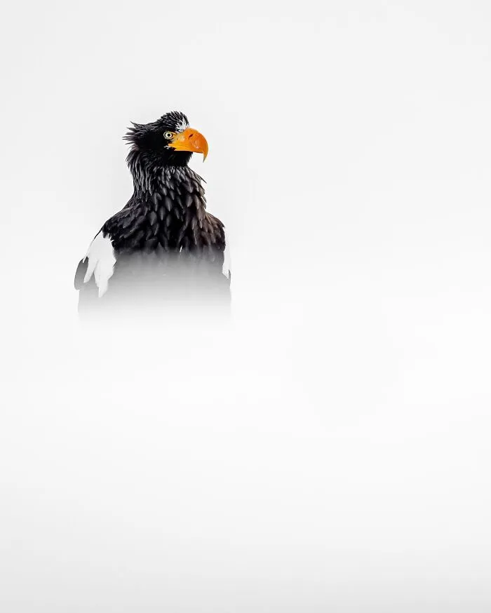 Este fotógrafo retrata de forma impresionante a la fauna para mostrar la belleza del reino animal (39 fotos)