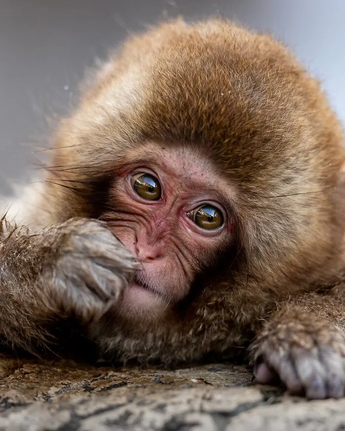Este fotógrafo retrata de forma impresionante a la fauna para mostrar la belleza del reino animal (39 fotos)