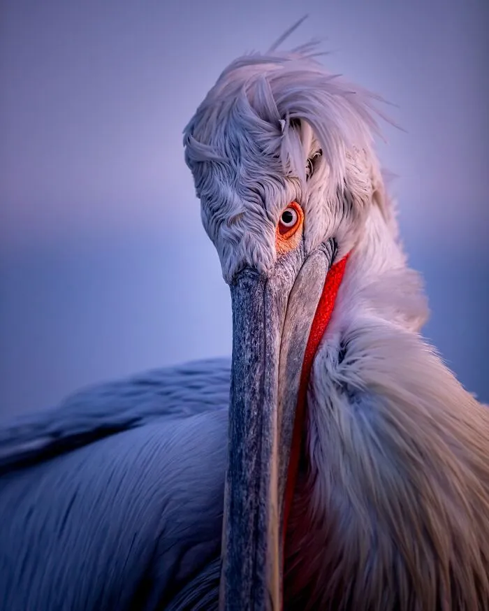 Este fotógrafo retrata de forma impresionante a la fauna para mostrar la belleza del reino animal (39 fotos)