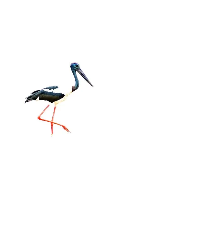 Este fotógrafo retrata de forma impresionante a la fauna para mostrar la belleza del reino animal (39 fotos)