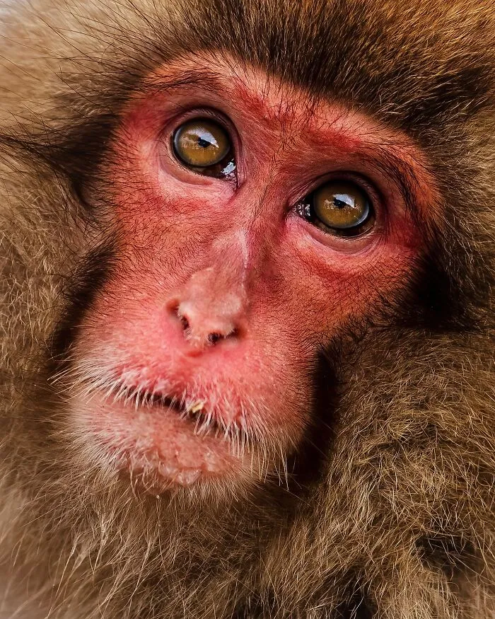 Este fotógrafo retrata de forma impresionante a la fauna para mostrar la belleza del reino animal (39 fotos)