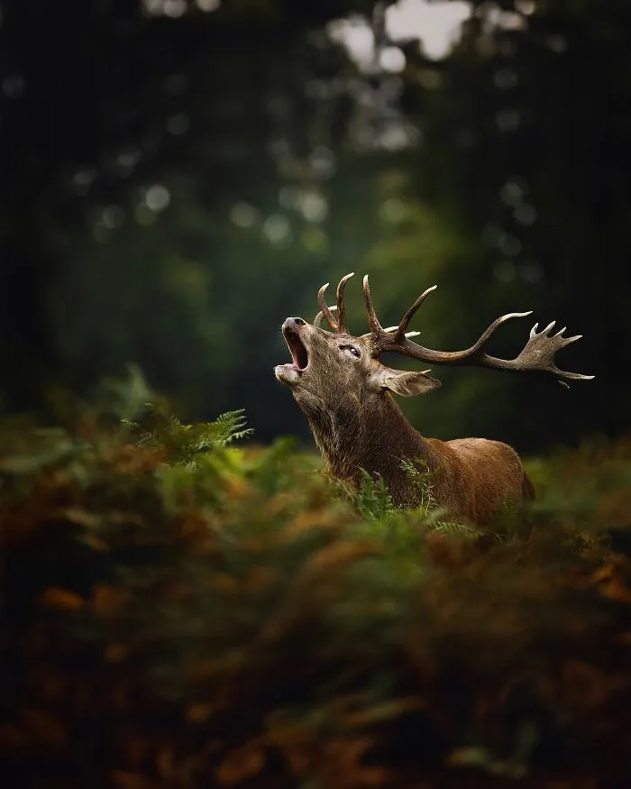 Este fotógrafo retrata de forma impresionante a la fauna para mostrar la belleza del reino animal (39 fotos)