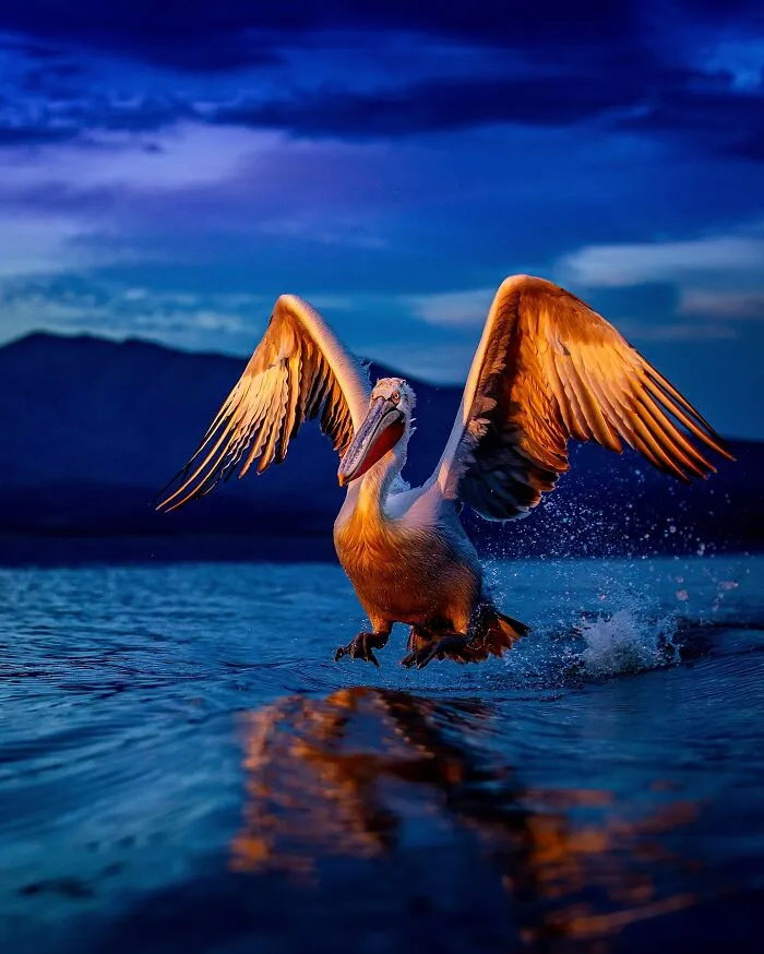 The Beauty Of Pelicans Through Sean Weekly’s Lens