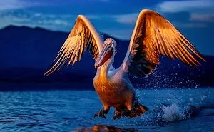 Photographer Takes Breathtaking Wildlife Close-Ups That Showcase The Beauty Of The Animal Kingdom (39 Pics)