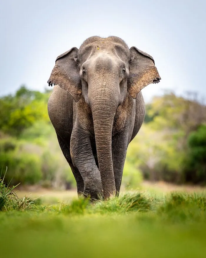 Este fotógrafo retrata de forma impresionante a la fauna para mostrar la belleza del reino animal (39 fotos)