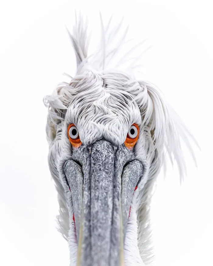 Este fotógrafo retrata de forma impresionante a la fauna para mostrar la belleza del reino animal (39 fotos)