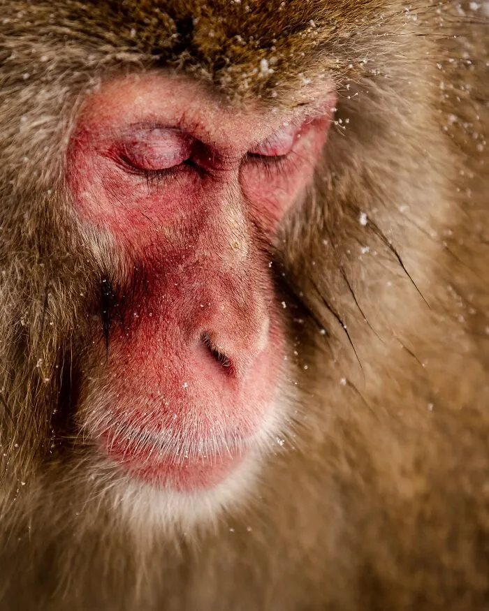Este fotógrafo retrata de forma impresionante a la fauna para mostrar la belleza del reino animal (39 fotos)