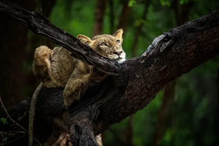 Este fotógrafo retrata de forma impresionante a la fauna para mostrar la belleza del reino animal (39 fotos)