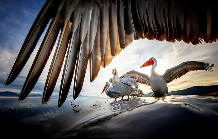 Este fotógrafo retrata de forma impresionante a la fauna para mostrar la belleza del reino animal (39 fotos)