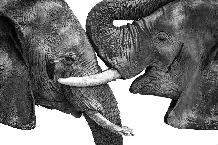 Este fotógrafo retrata de forma impresionante a la fauna para mostrar la belleza del reino animal (39 fotos)