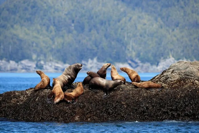 Este fotógrafo retrata de forma impresionante a la fauna para mostrar la belleza del reino animal (39 fotos)
