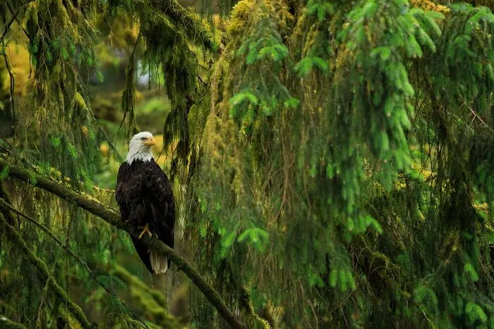 Photographer Takes Breathtaking Wildlife Close-Ups That Showcase The Beauty Of The Animal Kingdom (39 Pics)
