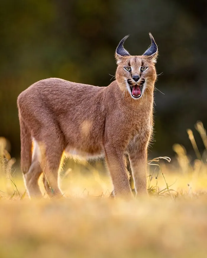 Este fotógrafo retrata de forma impresionante a la fauna para mostrar la belleza del reino animal (39 fotos)