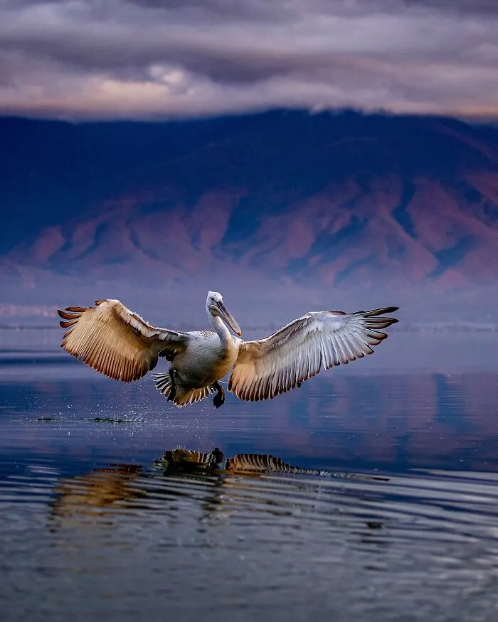 Este fotógrafo retrata de forma impresionante a la fauna para mostrar la belleza del reino animal (39 fotos)