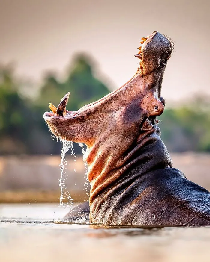 Este fotógrafo retrata de forma impresionante a la fauna para mostrar la belleza del reino animal (39 fotos)
