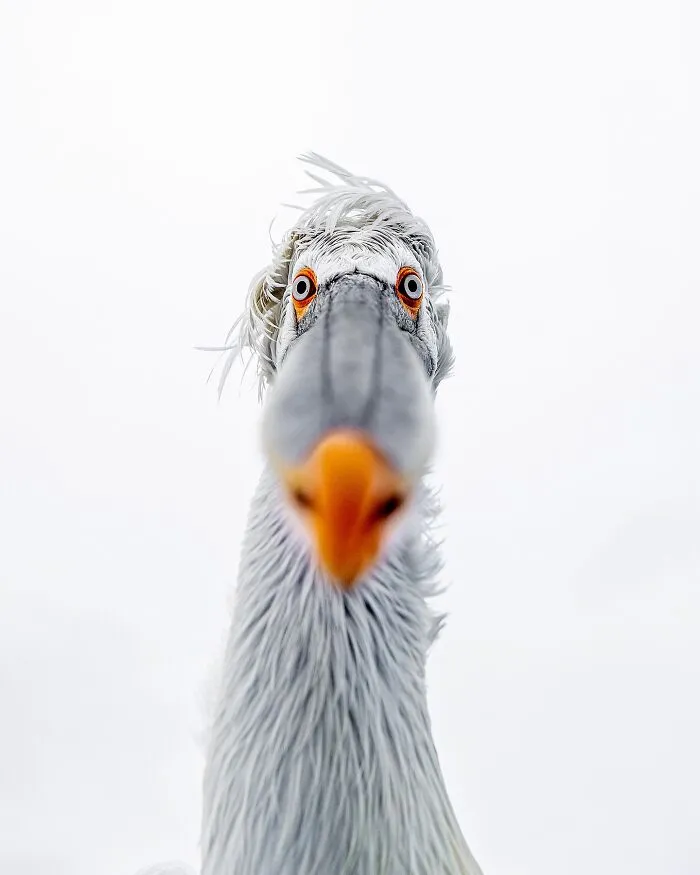 Photographer Takes Breathtaking Wildlife Close-Ups That Showcase The Beauty Of The Animal Kingdom (39 Pics)
