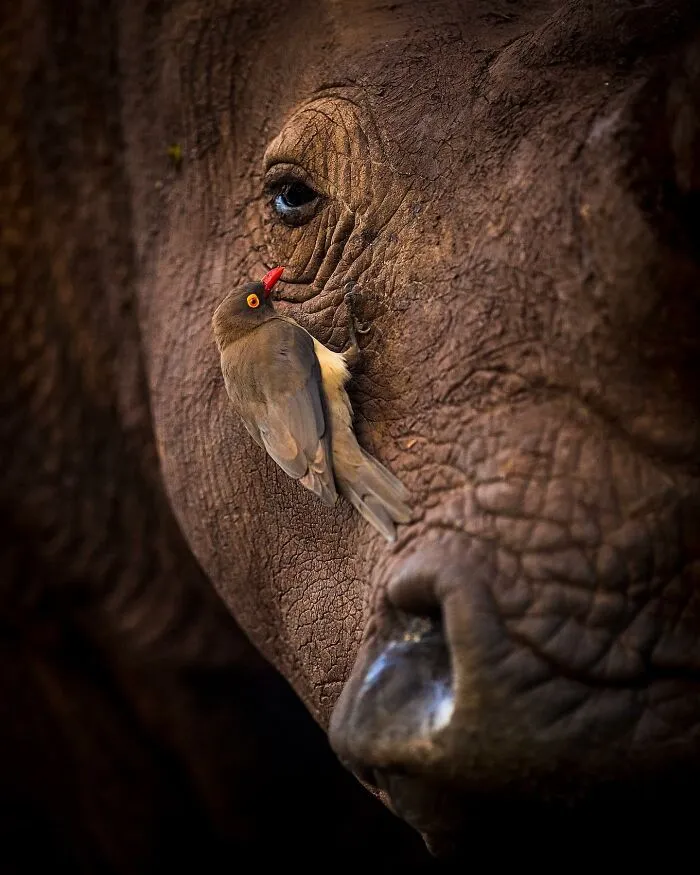 Este fotógrafo retrata de forma impresionante a la fauna para mostrar la belleza del reino animal (39 fotos)