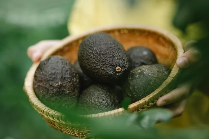 Avocados