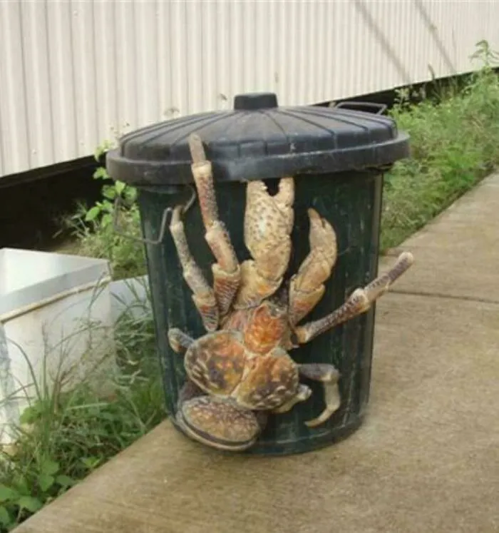 I See Your Japanese Spider Crab And I Raise You A Coconut Crab