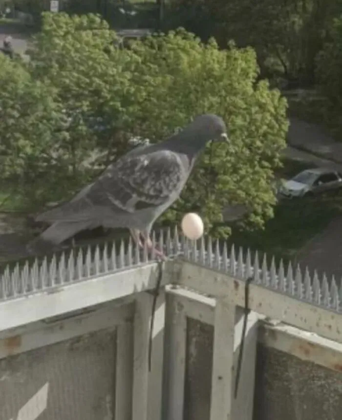 Seller Of Bird Spikes Received The Photo From A Customer