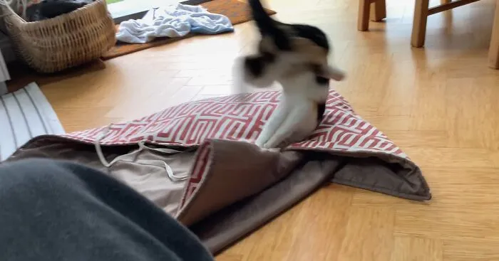 My Cat Doing A Forward Roll