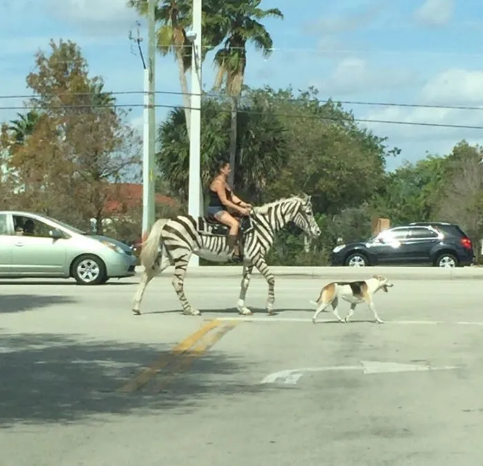 My Sister Lives In Florida And Sends Some Weird Pictures Of People. This Was Most Recent