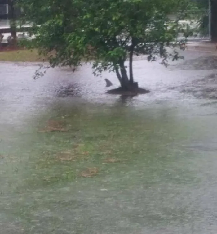 Its Raining A Little Bit In Florida... Thats A Bullshark In A Front Yard