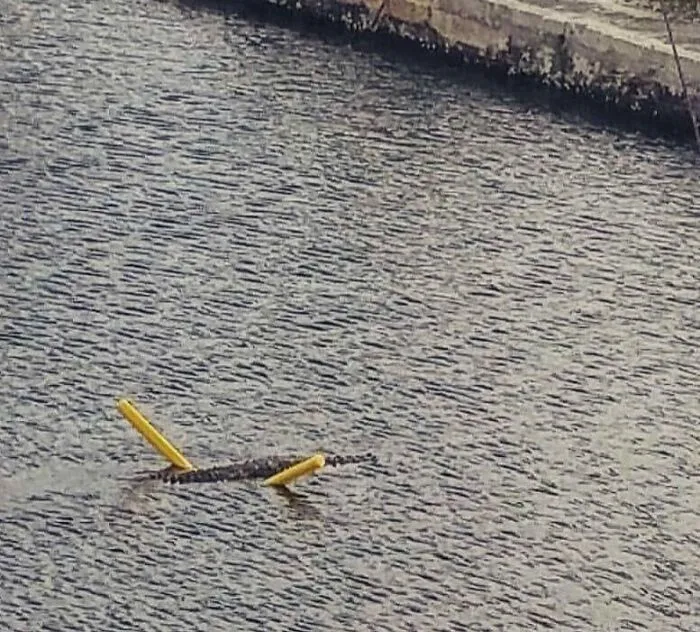 Only In Florida...an Alligator On A Pool Noodle