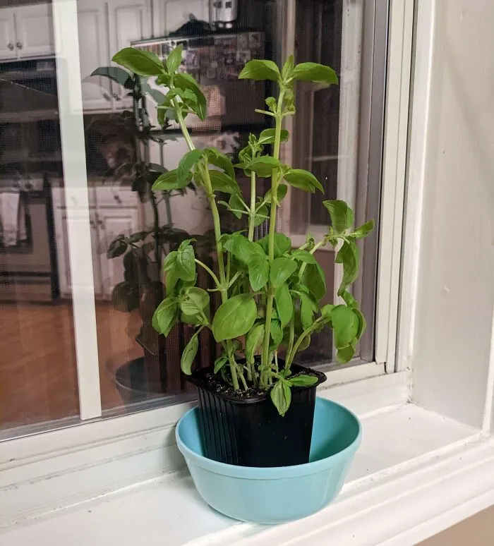 It Was Cheaper To Buy An Actual Basil Plant Rather Than The "Fresh Picked" Sprigs In A Package