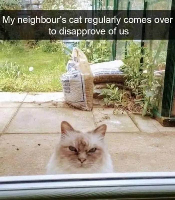 50 Times Cats Proved They’re The Funniest And Most Memeable Creatures Ever