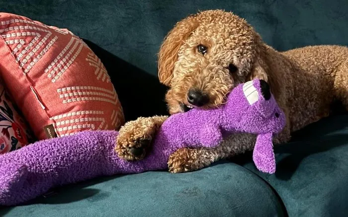 Because Your Pup Deserves A BFF Too, This <a Style="Display:inline;" Href="Https://Www.amazon.com/Loofa-Dog-Plush-Colors-Vary/Dp/B0002dk6w2?ie=utf8&th=1&linkcode=ll1&tag=bpgecko-20&linkid=0500b524a5714546050fb3059b0d7dfb&language=en_us&ref_=as_li_ss_tl" Target="_blank"><span Style="Font: Inherit; Color: #d74b1f;"> Plush Toy For Dogs</Span> Is The Ultimate Snuggle Buddy—just Don't Be Surprised If It Becomes The Favorite Child