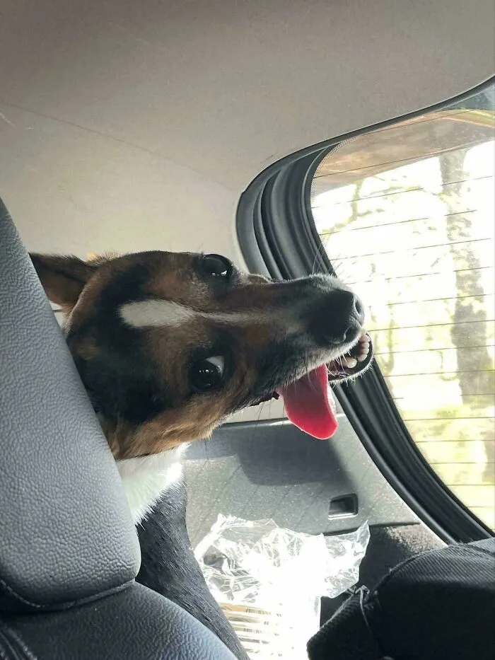 My Parents’ Dog (Jrt, 3) Escaped From Her Travel Carrier And Then Made This Face