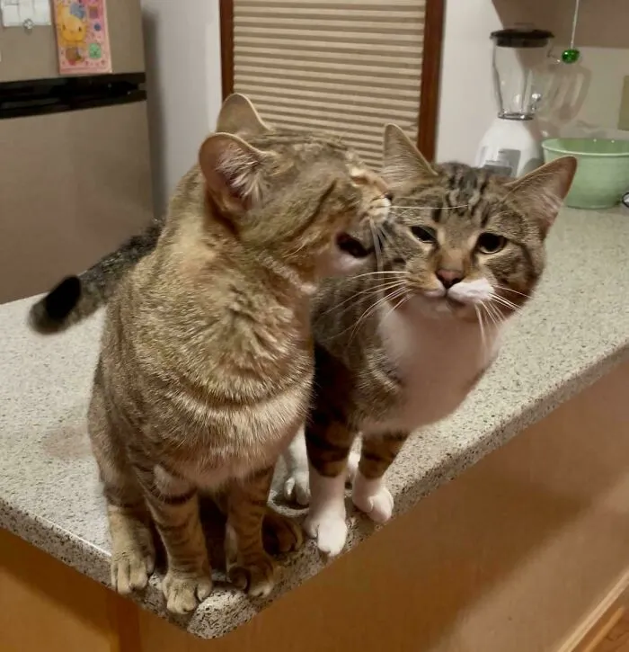 Screaming Into Your Brother’s Ear Isn’t Very Polite, Mac