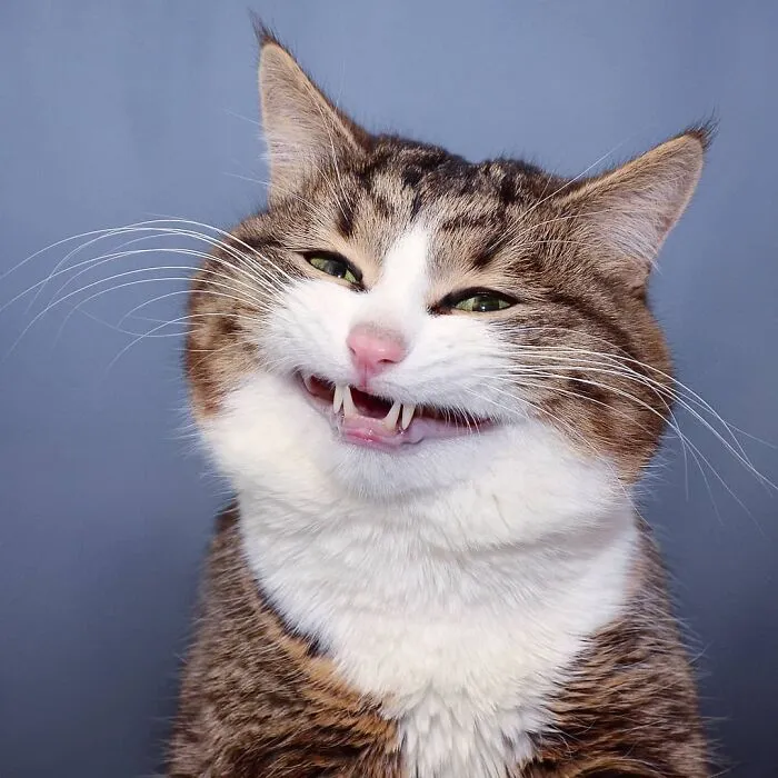 Meet Rexie, The Handicapped Cat Who Steals People's Hearts With The Cutest Bleps And Mlems (30 Pics)