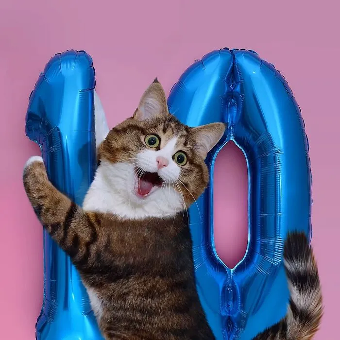 Meet Rexie, The Handicapped Cat Who Steals People's Hearts With The Cutest Bleps And Mlems (30 Pics)