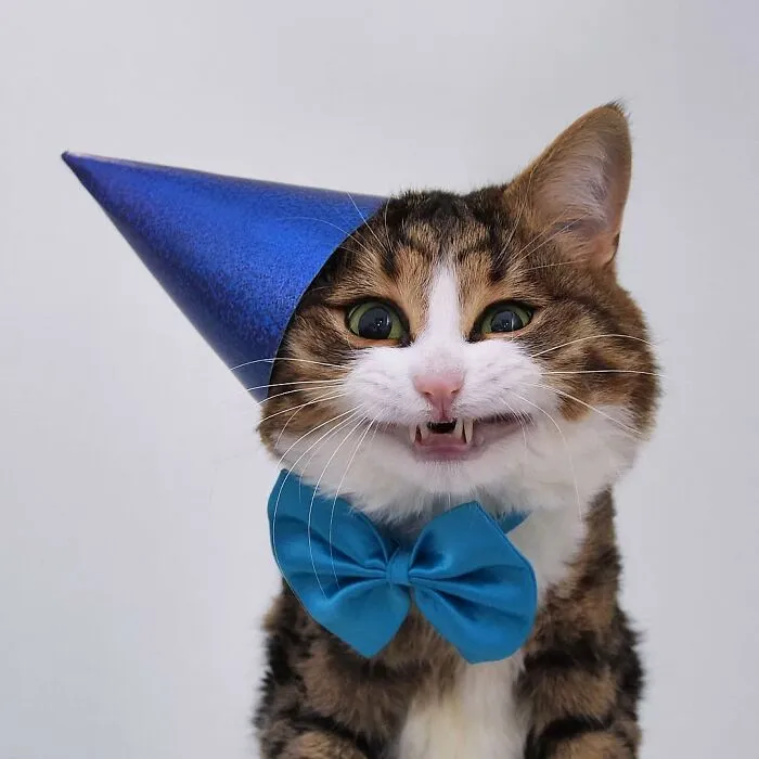 Meet Rexie, The Handicapped Cat Who Steals People's Hearts With The Cutest Bleps And Mlems (30 Pics)