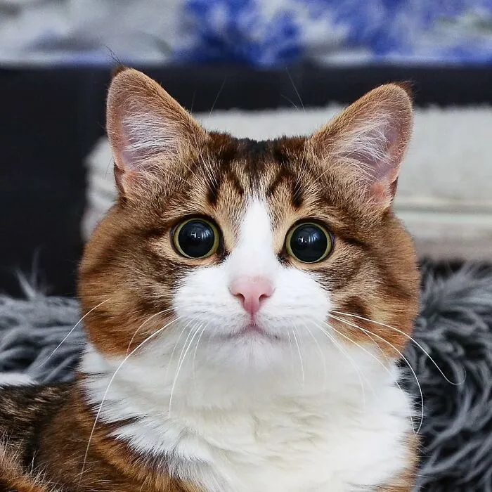Meet Rexie, The Handicapped Cat Who Steals People's Hearts With The Cutest Bleps And Mlems (30 Pics)