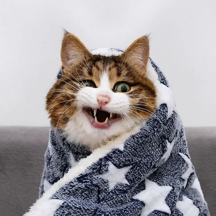 Meet Rexie, The Handicapped Cat Who Steals People's Hearts With The Cutest Bleps And Mlems (30 Pics)