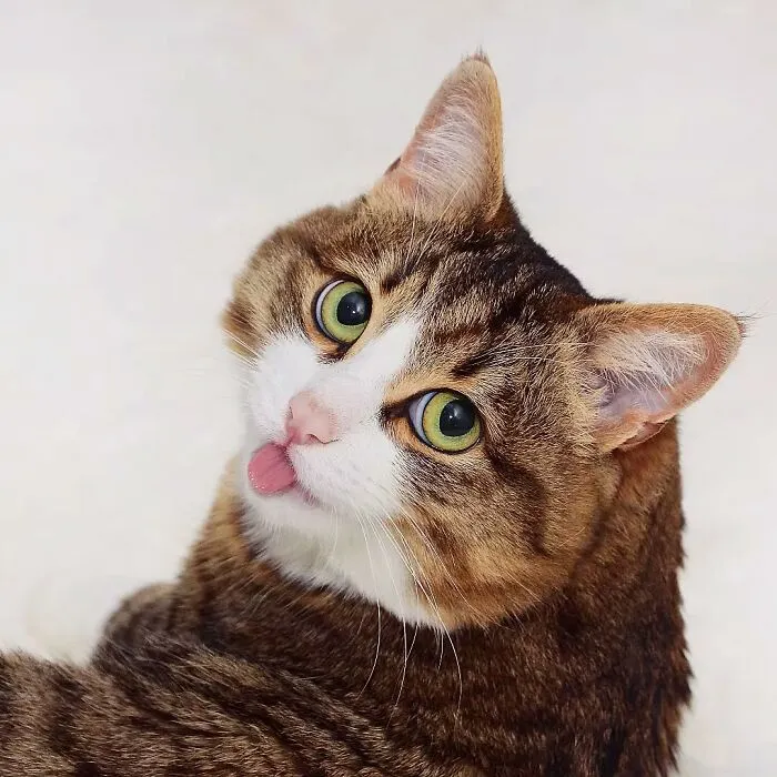 Meet Rexie, The Handicapped Cat Who Steals People's Hearts With The Cutest Bleps And Mlems (30 Pics)