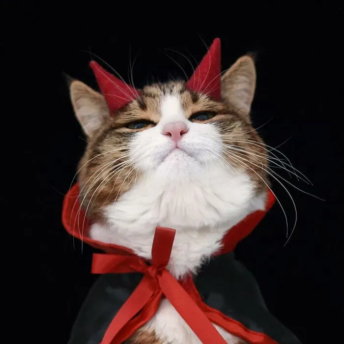 Meet Rexie, The Handicapped Cat Who Steals People's Hearts With The Cutest Bleps And Mlems (30 Pics)
