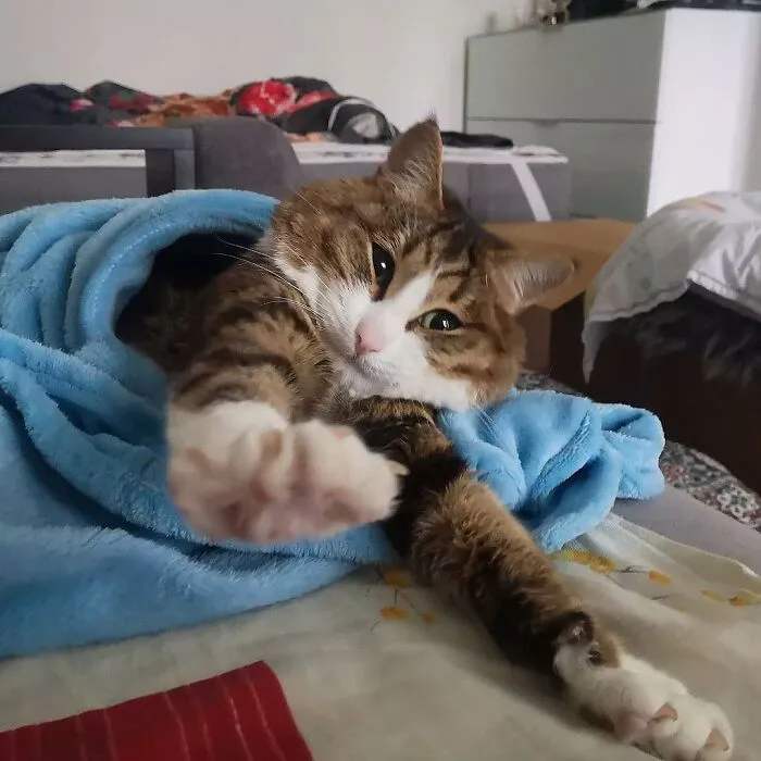 Meet Rexie, The Handicapped Cat Who Steals People's Hearts With The Cutest Bleps And Mlems (30 Pics)