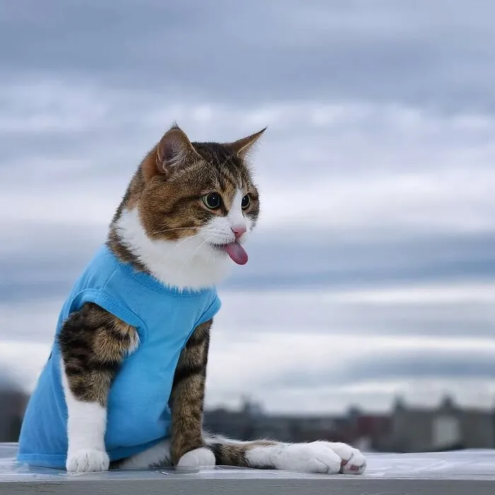 Meet Rexie, The Handicapped Cat Who Steals People's Hearts With The Cutest Bleps And Mlems (30 Pics)