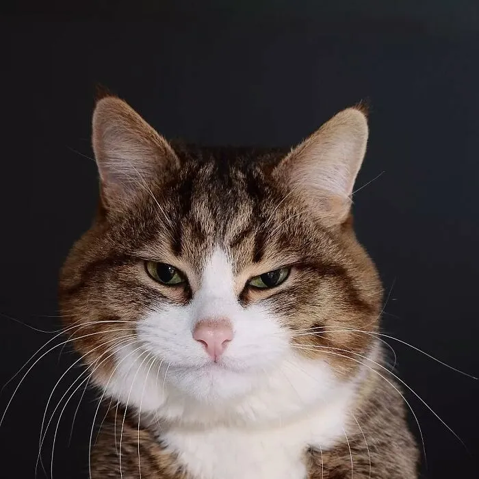 Meet Rexie, The Handicapped Cat Who Steals People's Hearts With The Cutest Bleps And Mlems (30 Pics)