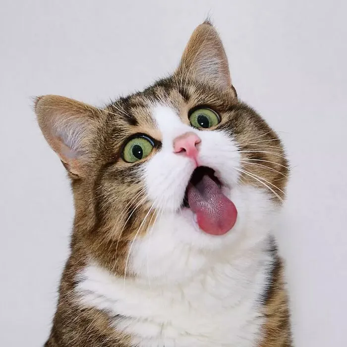 Meet Rexie, The Handicapped Cat Who Steals People's Hearts With The Cutest Bleps And Mlems (30 Pics)